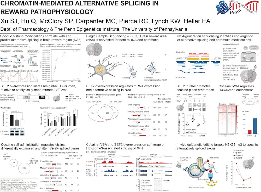 The role of chromatin-regulated alternative splicing in brain function